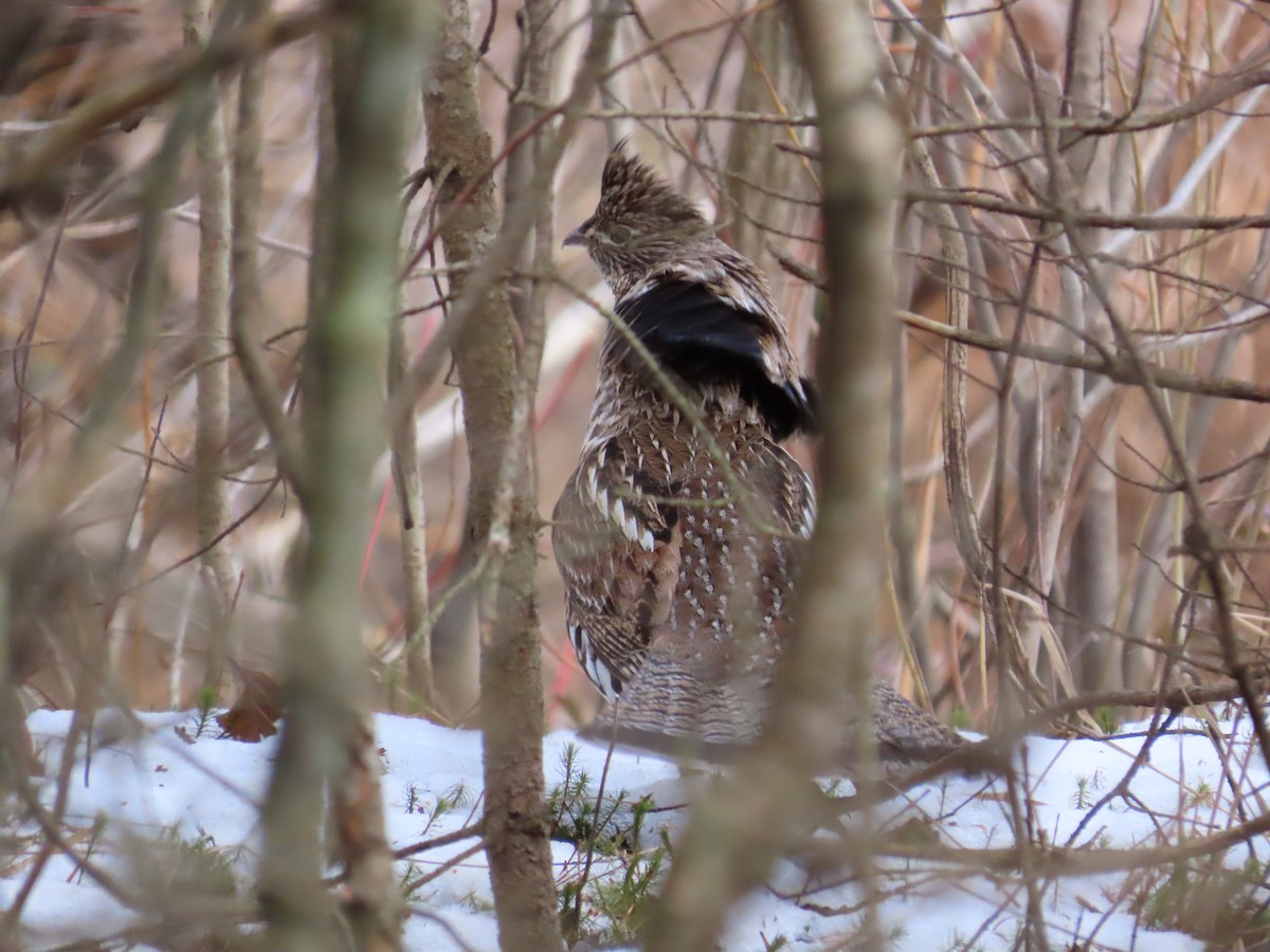 Ruffed Grouse - ML437851131