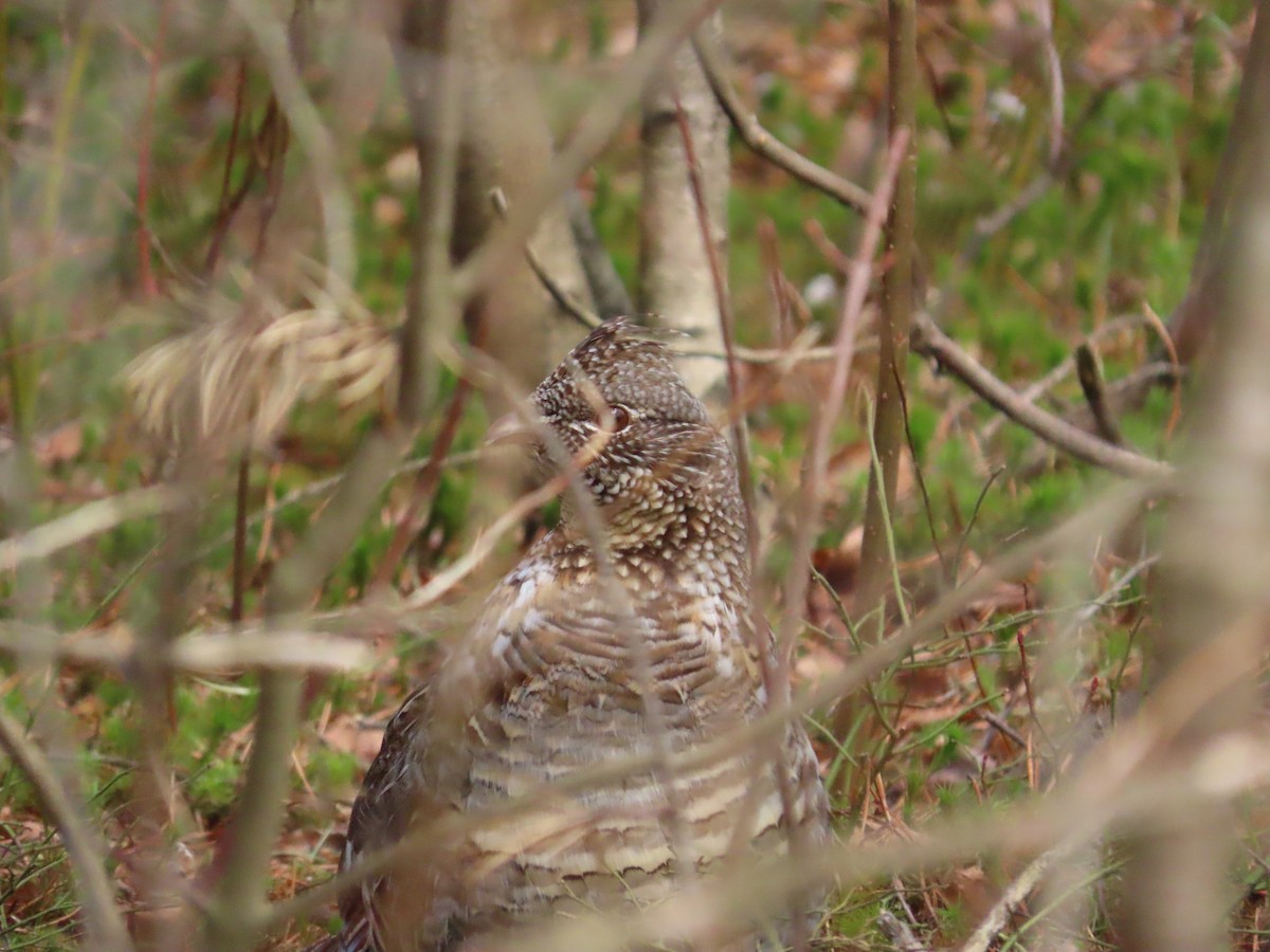 Ruffed Grouse - ML437851211