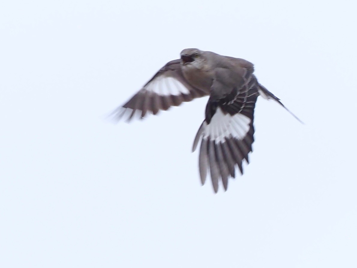 Northern Mockingbird - ML437851441