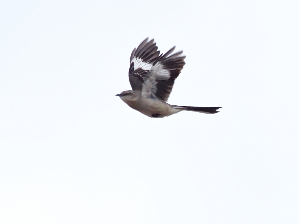 Northern Mockingbird - Gabriel Willow