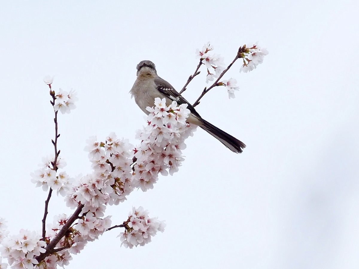 Northern Mockingbird - ML437851461