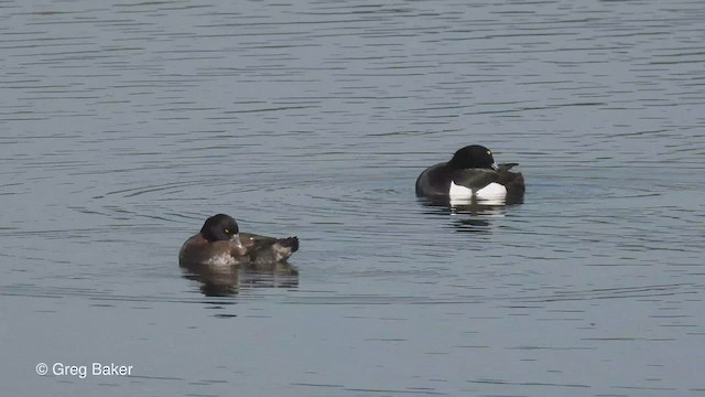 Tufted Duck - ML437851671