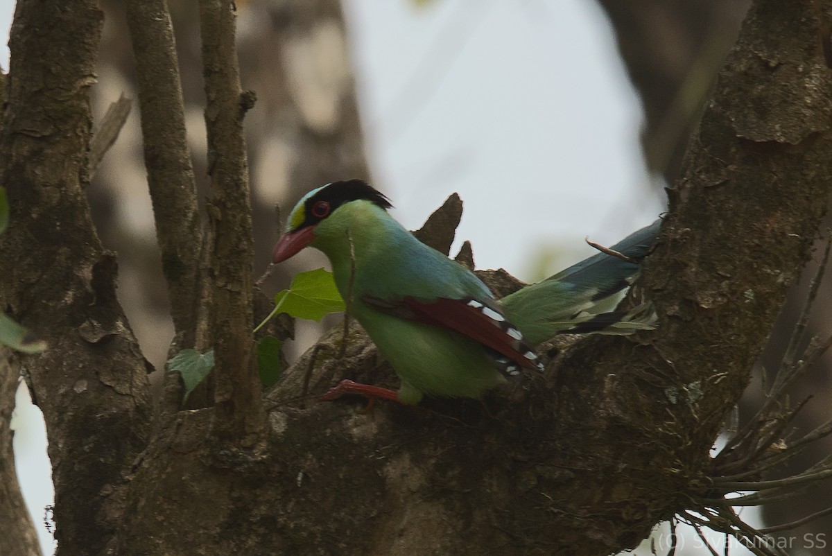 Pirolle verte - ML437852021