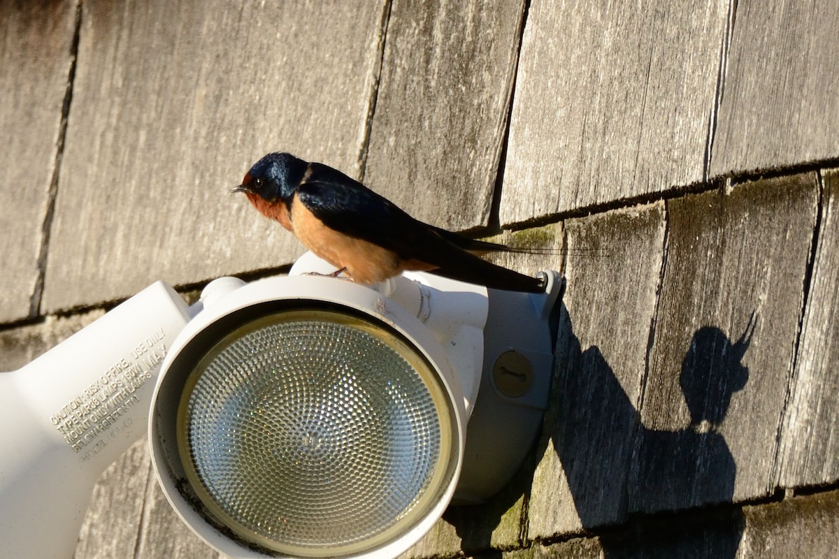 Barn Swallow (American) - ML437853031