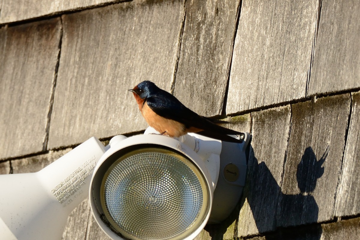 Barn Swallow (American) - ML437853041