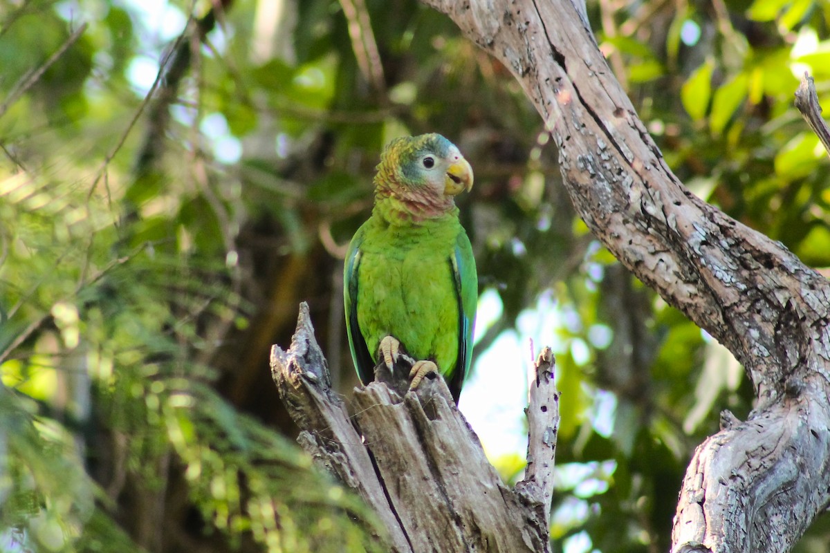 Yellow-billed Parrot - ML437853671