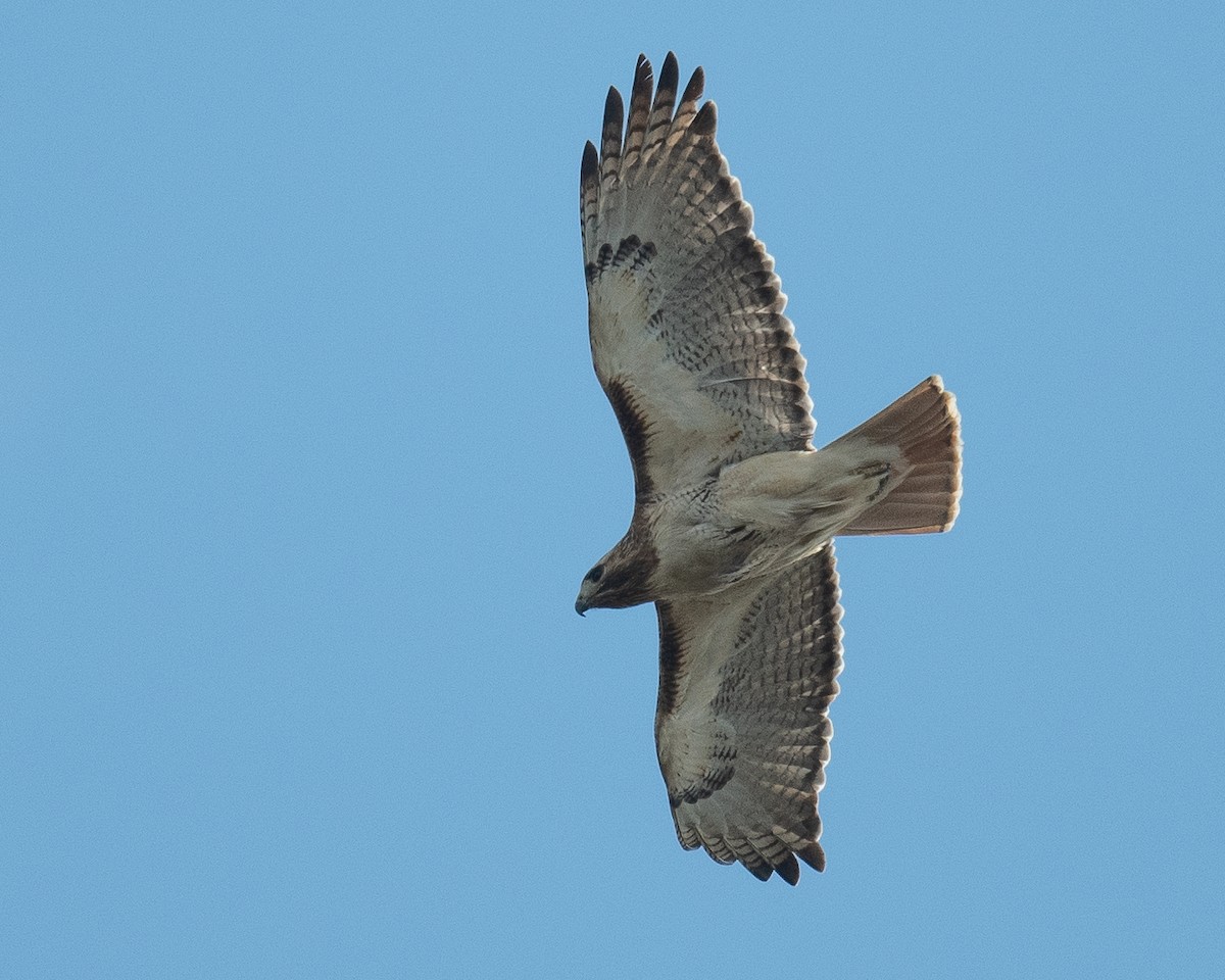 Red-tailed Hawk - ML437854141
