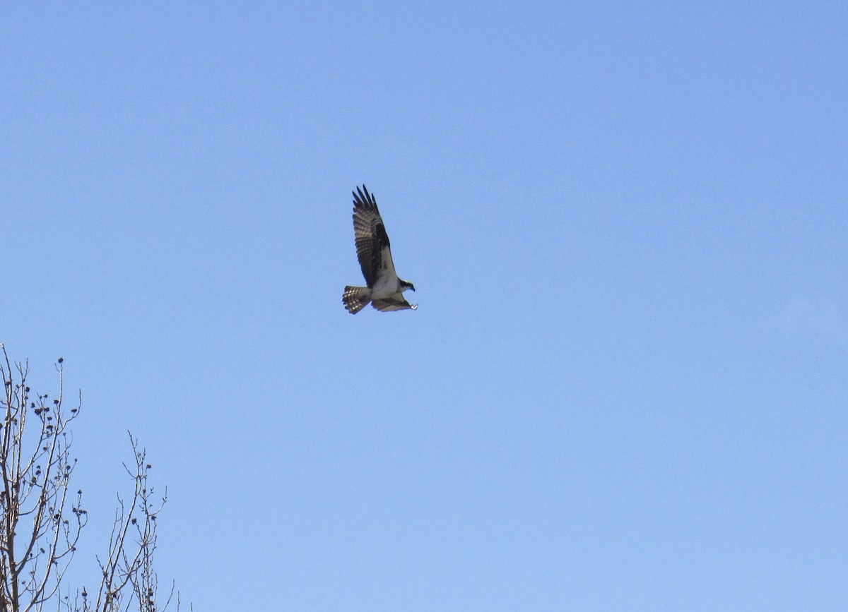 Osprey - ML437854381