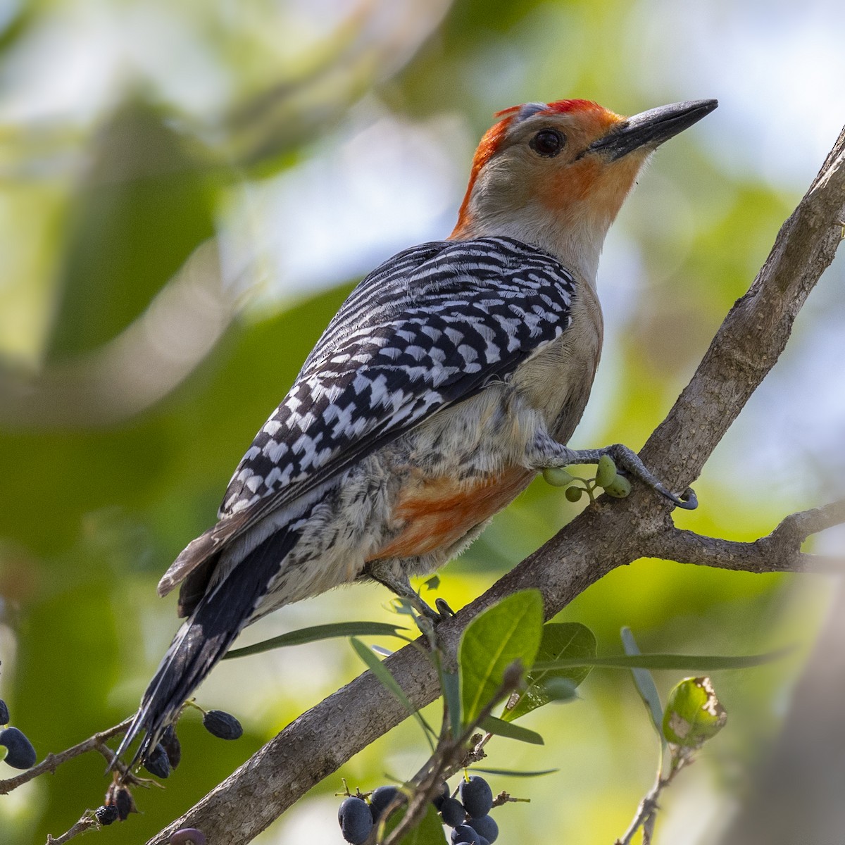 Red-bellied Woodpecker - ML437854591