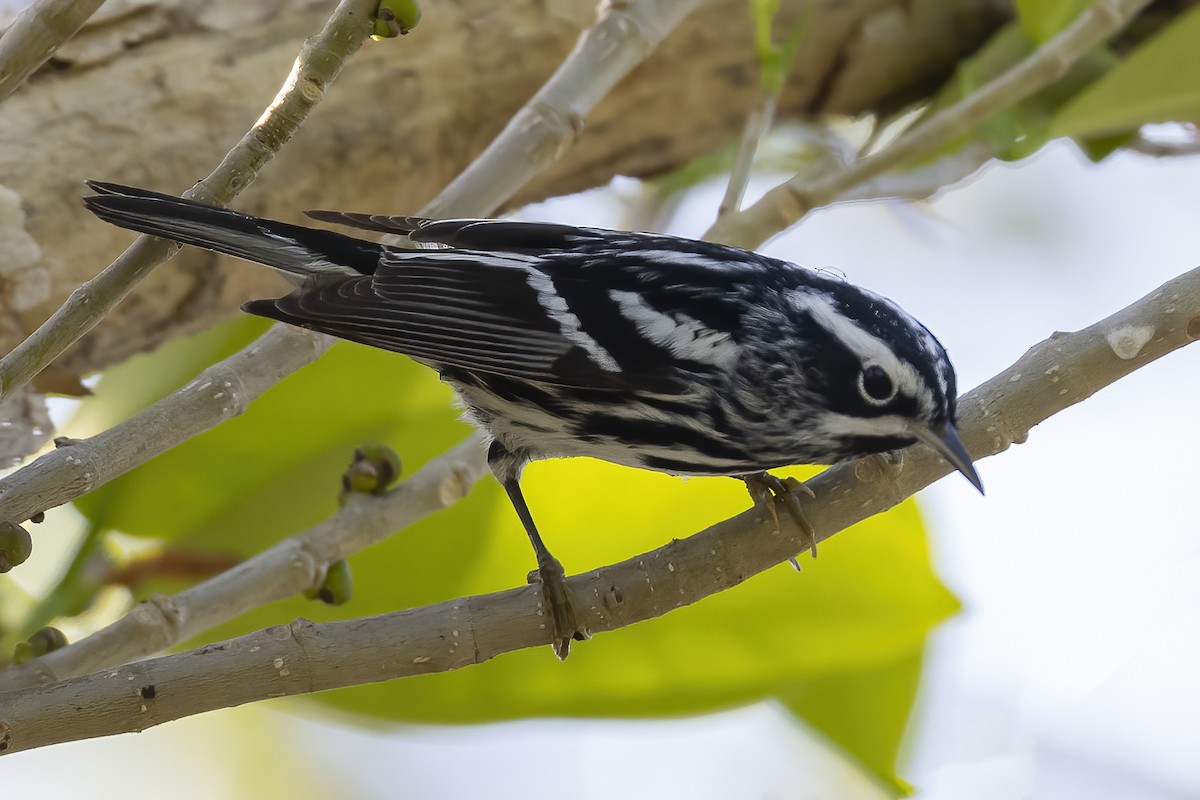 Black-and-white Warbler - ML437854671