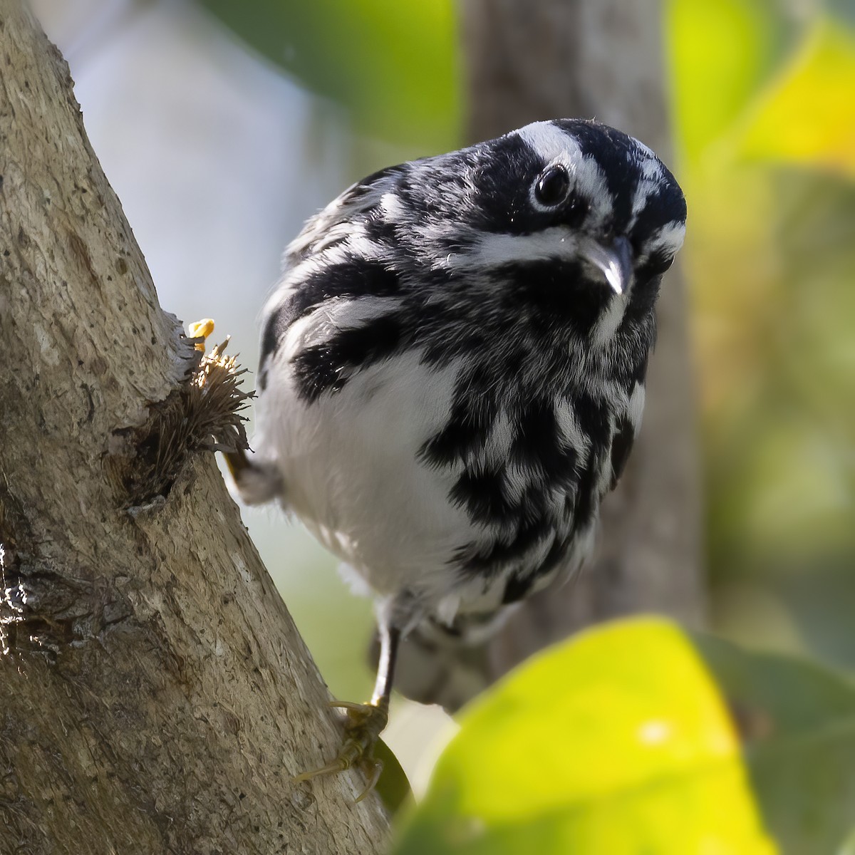 Black-and-white Warbler - ML437854681