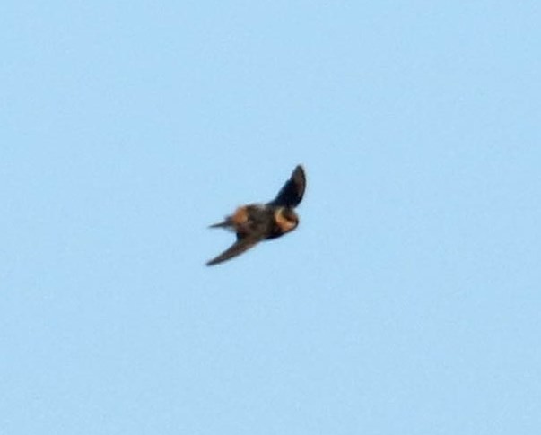 Cave Swallow - ML43785531
