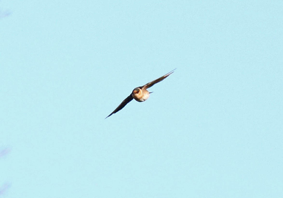 Cave Swallow - ML43785551