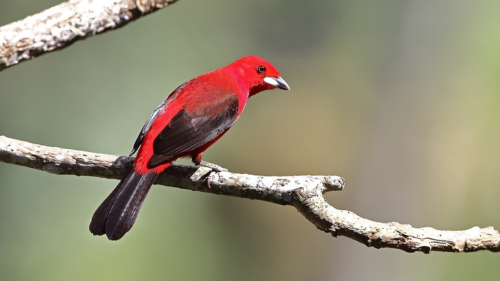 Brazilian Tanager - ML437858921