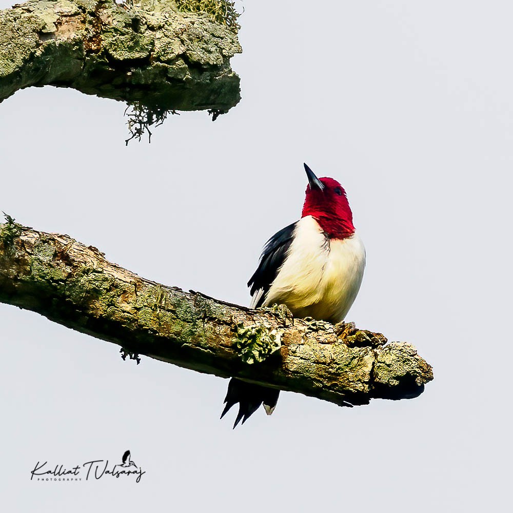 Red-headed Woodpecker - ML437859921