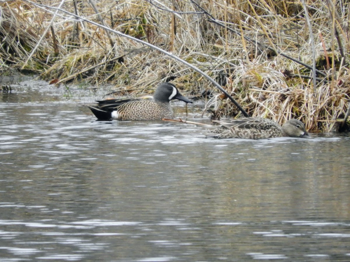 Blue-winged Teal - ML437860251