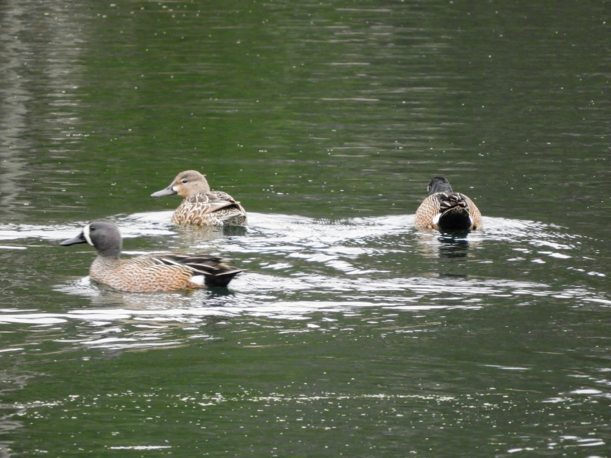 Blue-winged Teal - ML437860271