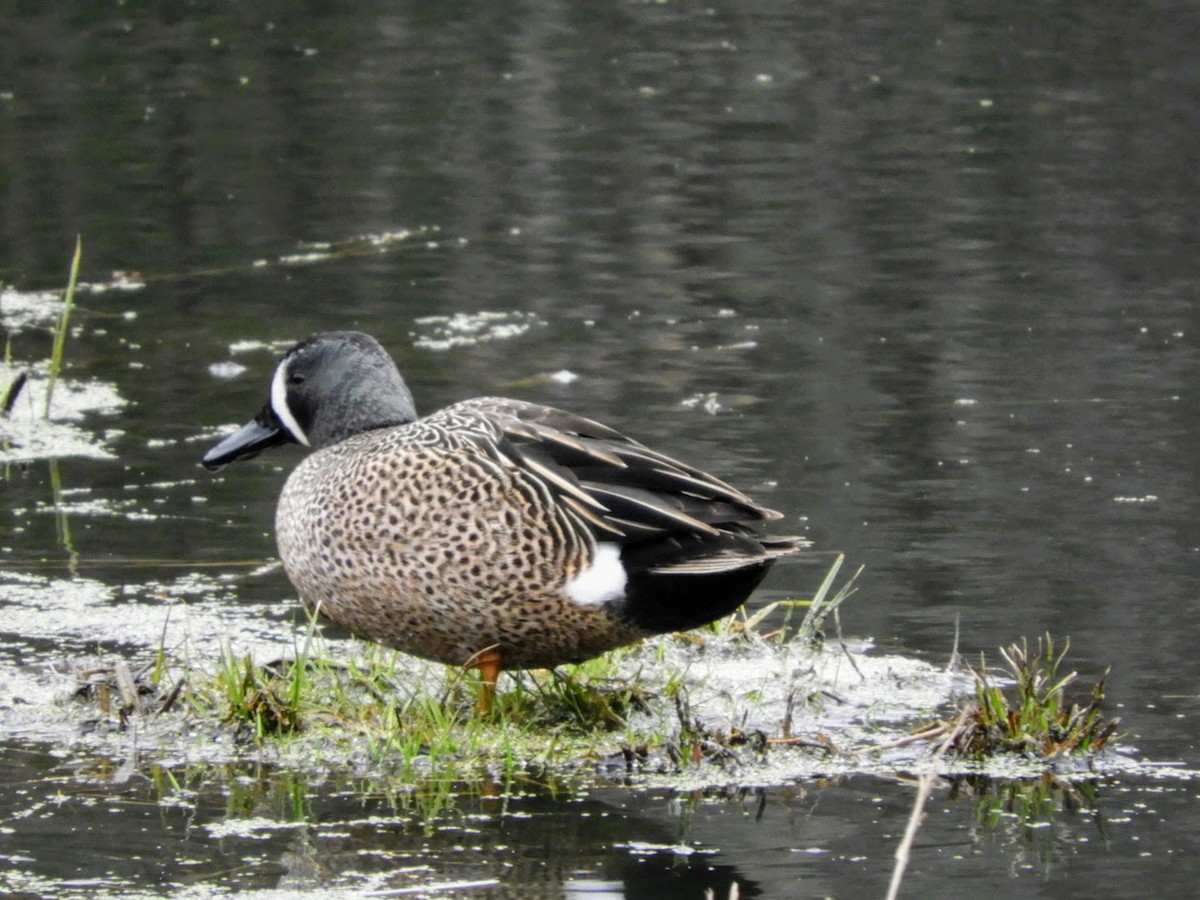 Blue-winged Teal - ML437860281