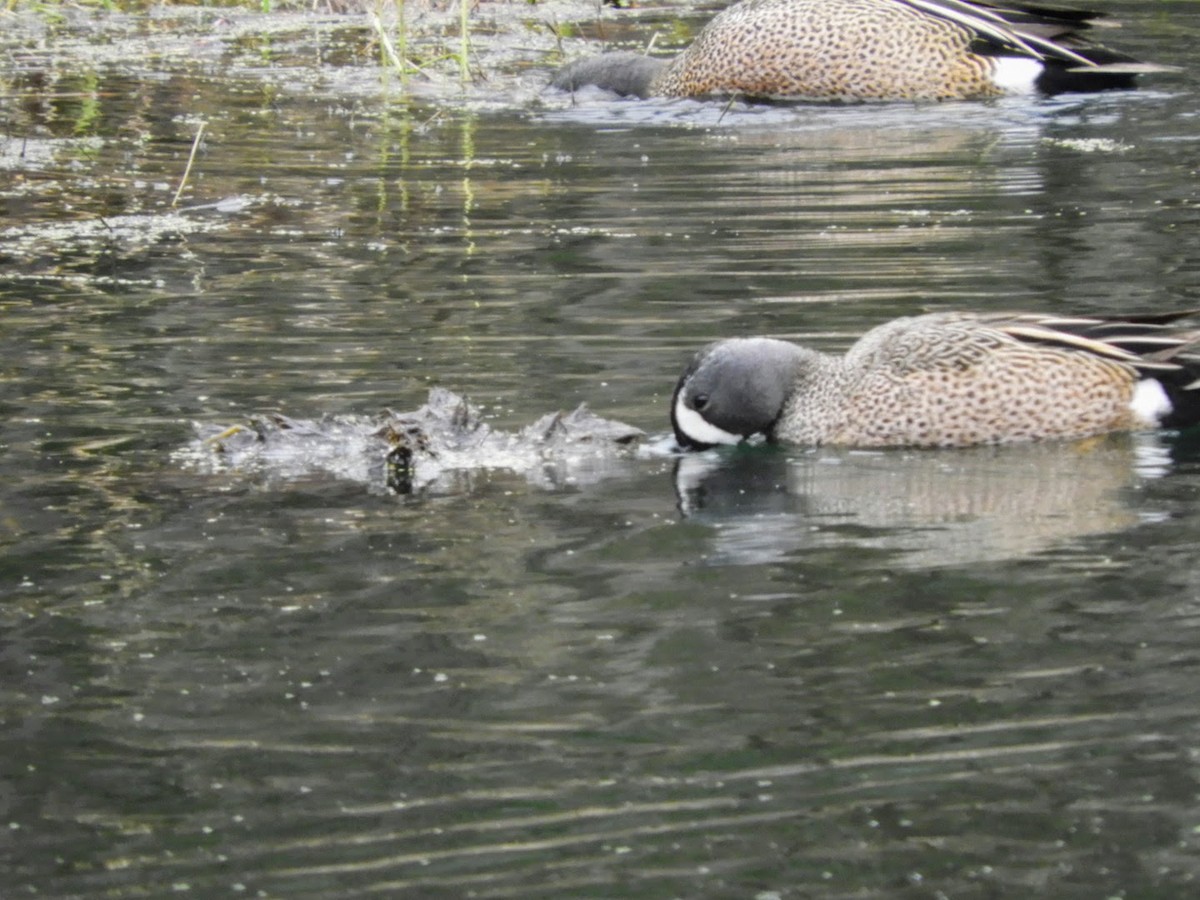 Blue-winged Teal - ML437860331