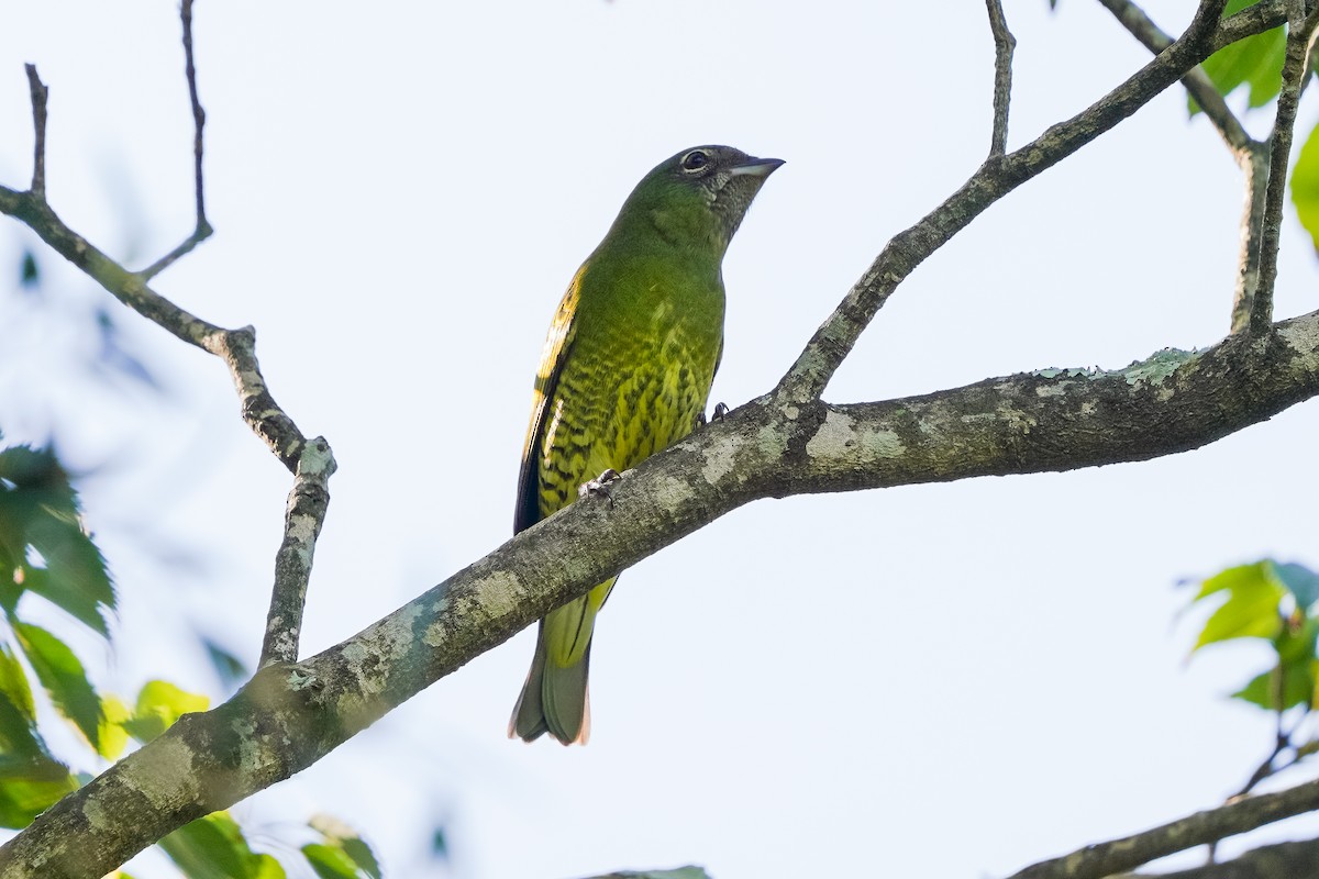 Swallow Tanager - Luis Piñeyrua