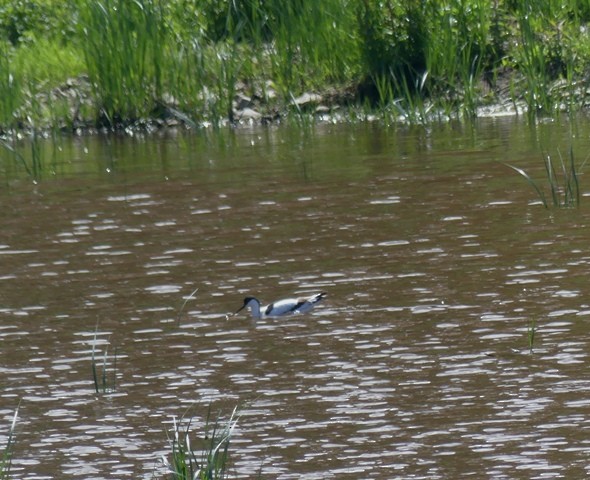 Pied Avocet - ML437861601