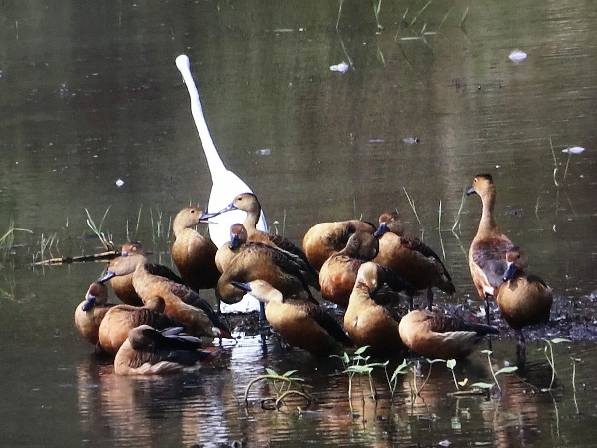 Dendrocygne siffleur - ML437861841