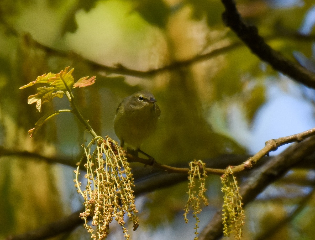Orange-crowned Warbler - Patty Masten
