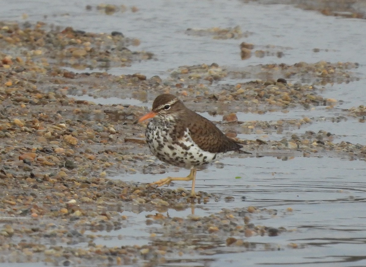 Spotted Sandpiper - ML437863611