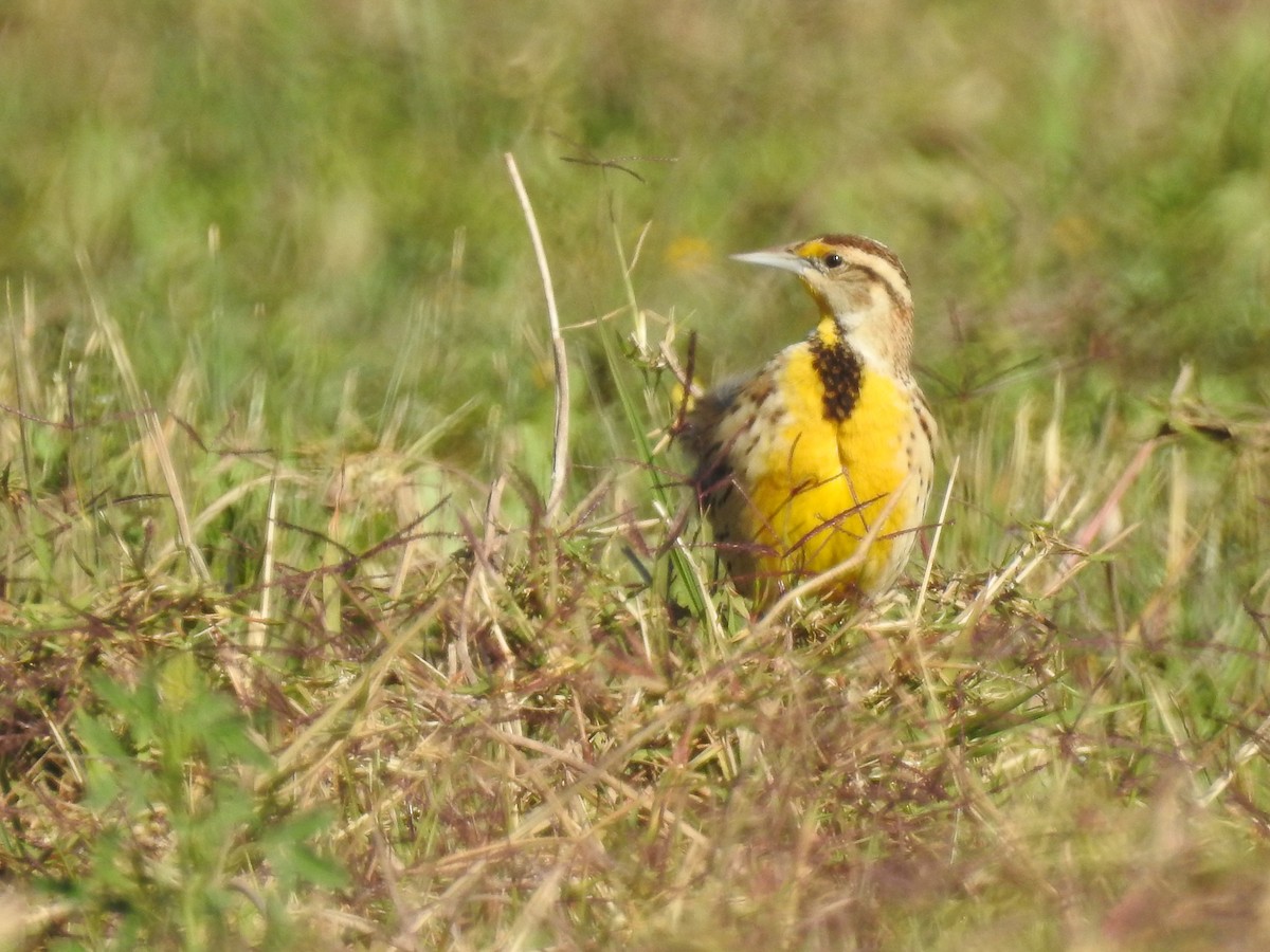 Chihuahuan Meadowlark - ML437863731