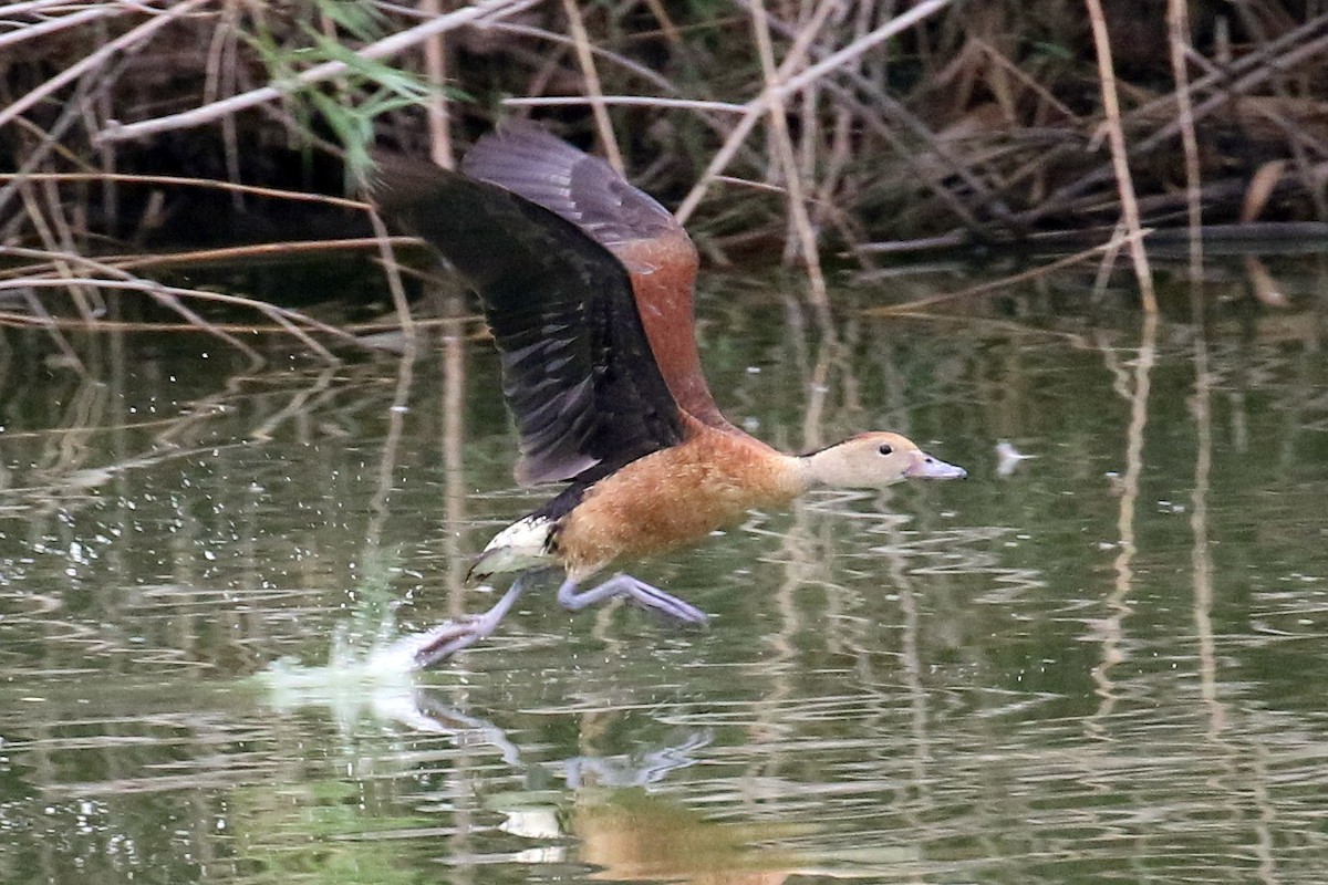 Black-bellied x Fulvous Whistling-Duck (hybrid) - Dan Jones
