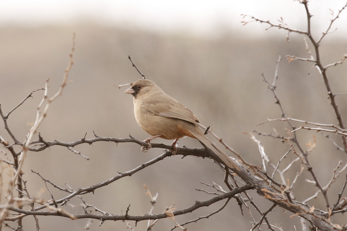 Abert's Towhee - Keith D Kamper