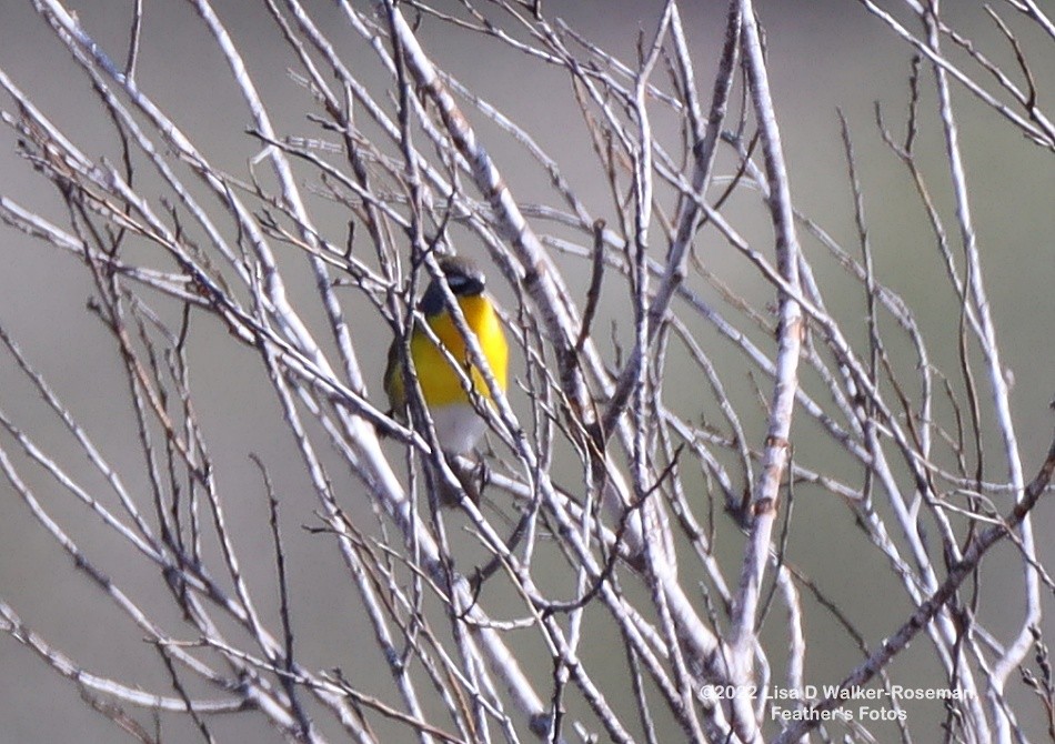 Yellow-breasted Chat - ML437868671