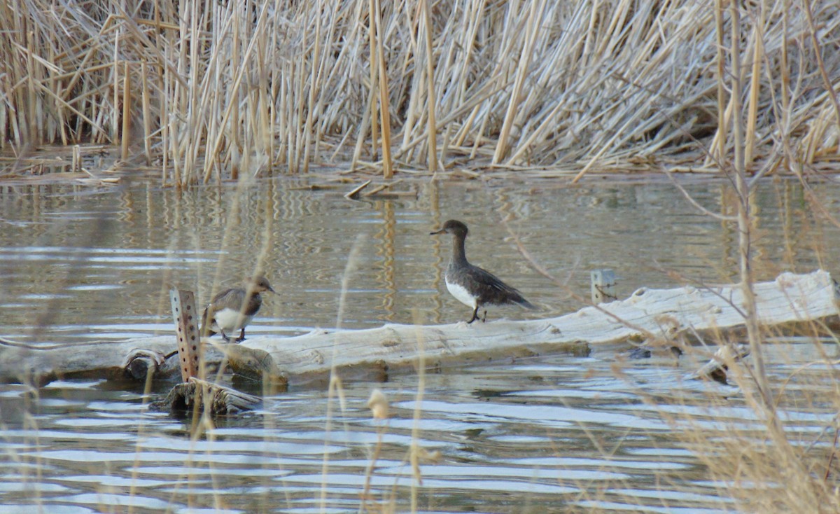 Hooded Merganser - ML437869871