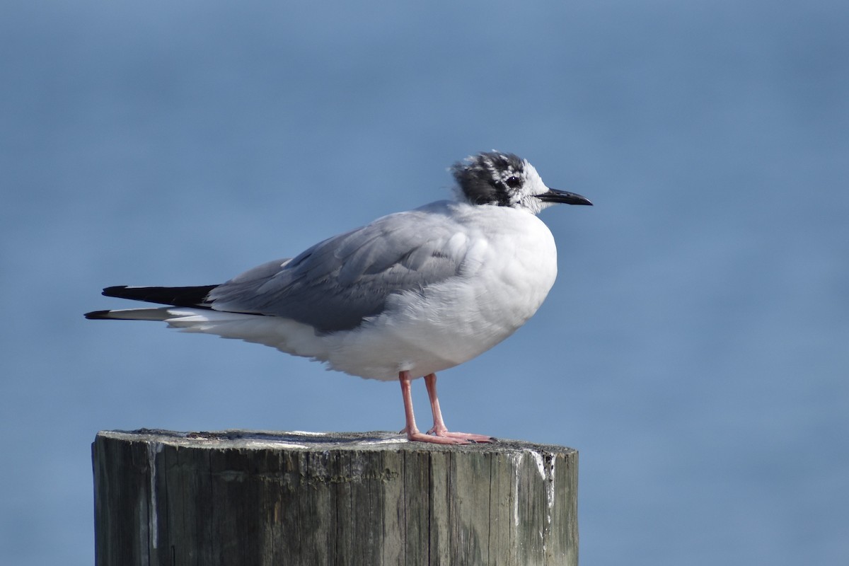 Bonaparte's Gull - Benjamin Ashin