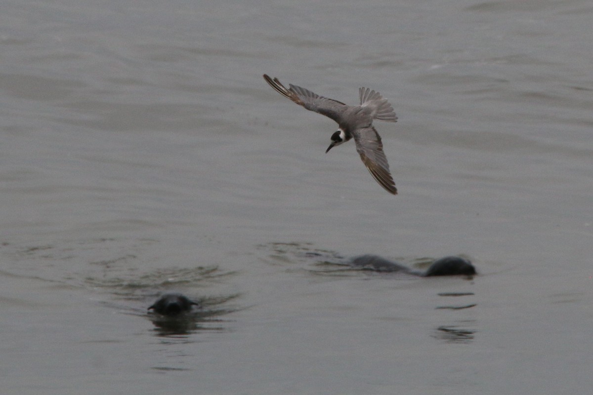 Black Tern - ML437873421