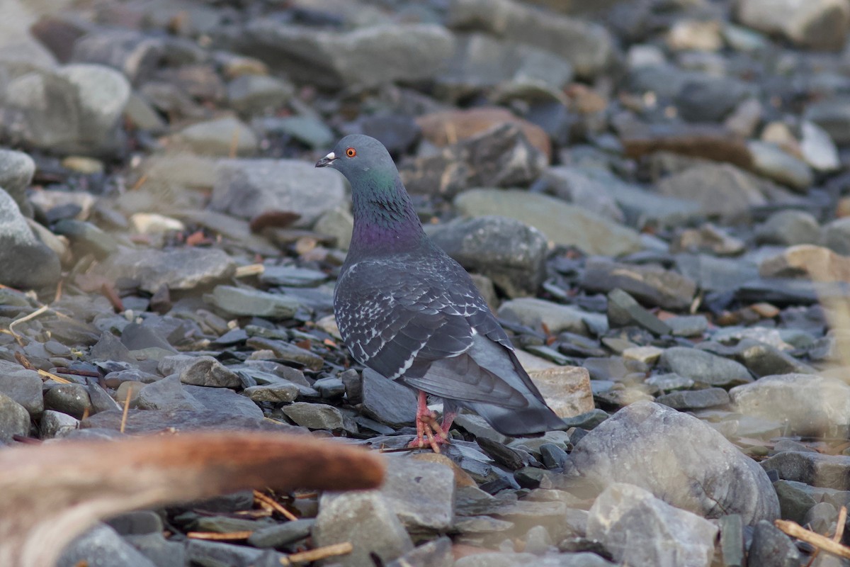 Rock Pigeon (Feral Pigeon) - ML437876741