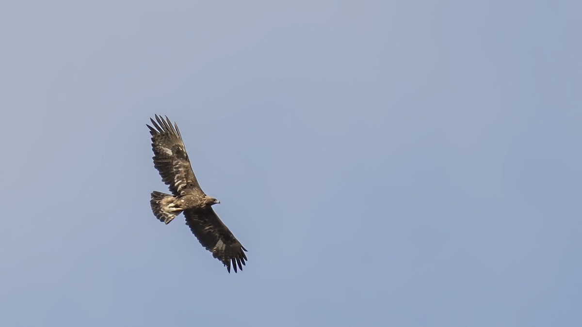 Golden Eagle - Engin BIYIKOĞLU