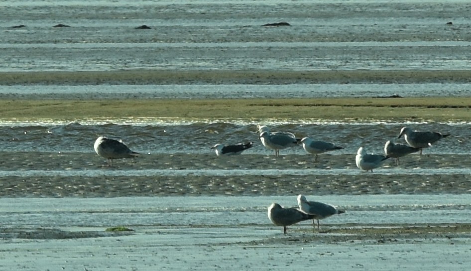 Lesser Black-backed Gull - ML437879751