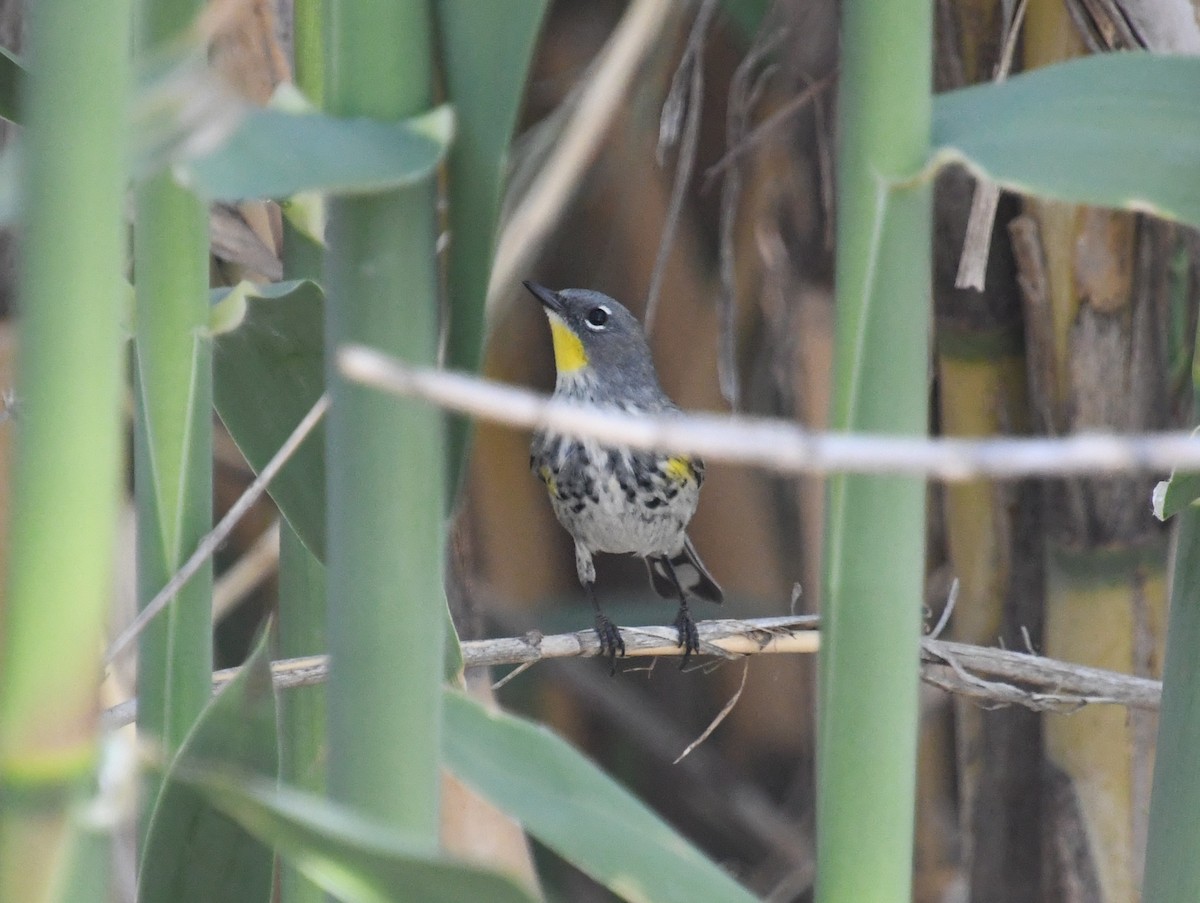 Yellow-rumped Warbler (Audubon's) - ML437880151