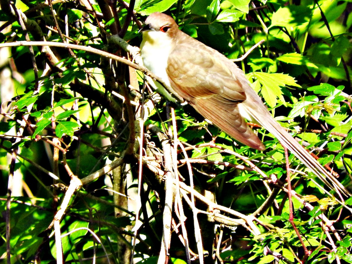 Black-billed Cuckoo - ML437880971