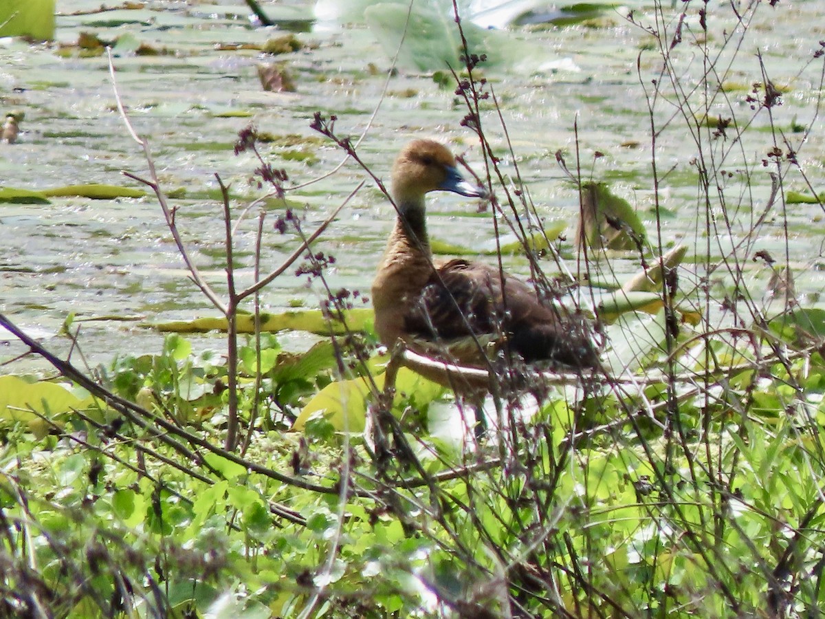 Fulvous Whistling-Duck - ML437883801