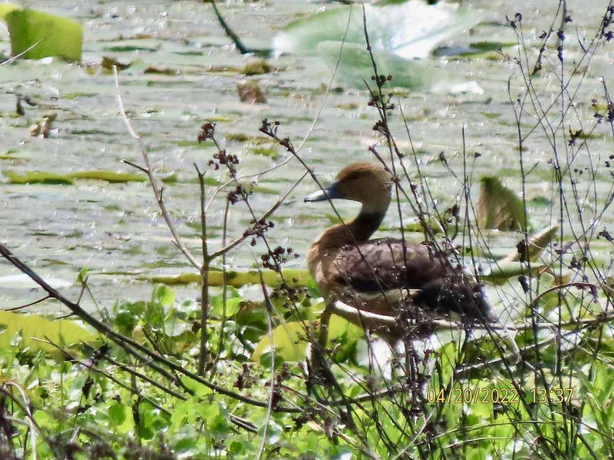 Fulvous Whistling-Duck - ML437883901