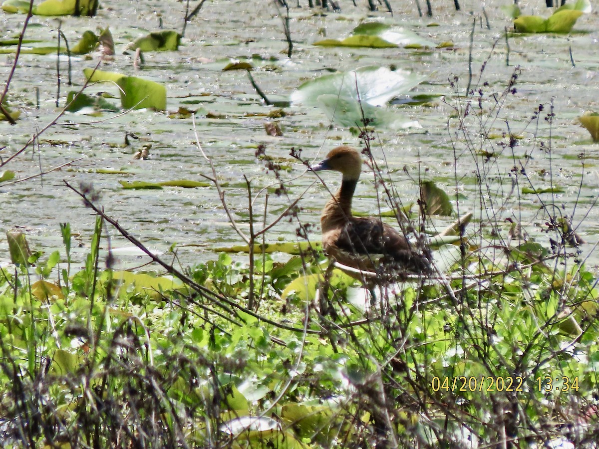 Fulvous Whistling-Duck - ML437883941