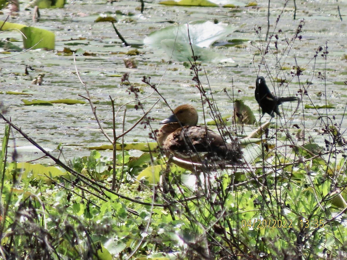 Fulvous Whistling-Duck - ML437883961