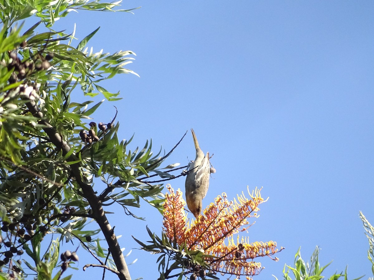 new world oriole sp. - ML43788461