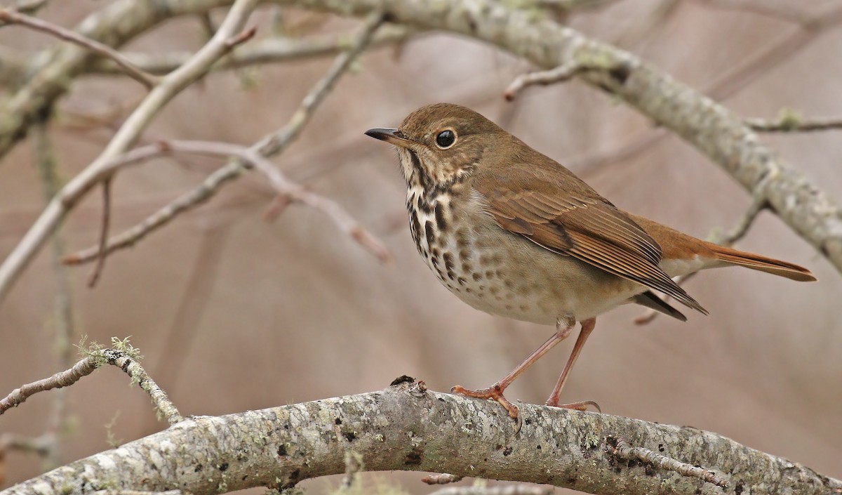 Hermit Thrush (faxoni/crymophilus) - ML43788771