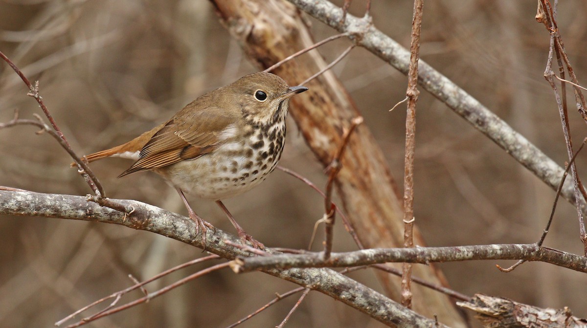 Hermit Thrush (faxoni/crymophilus) - ML43788791