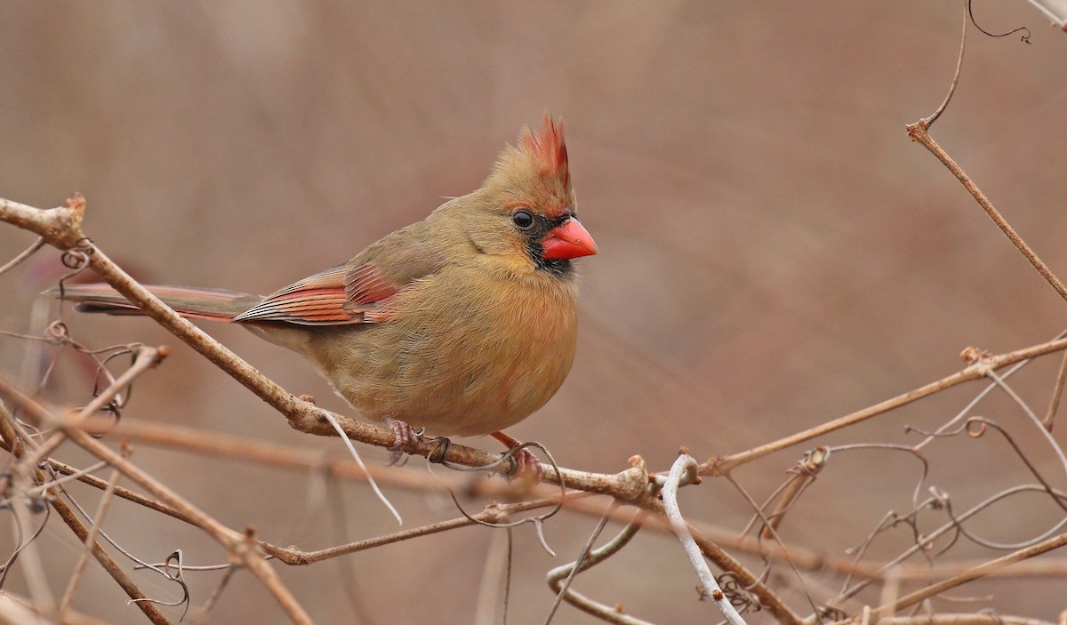 Cardenal Norteño - ML43788821