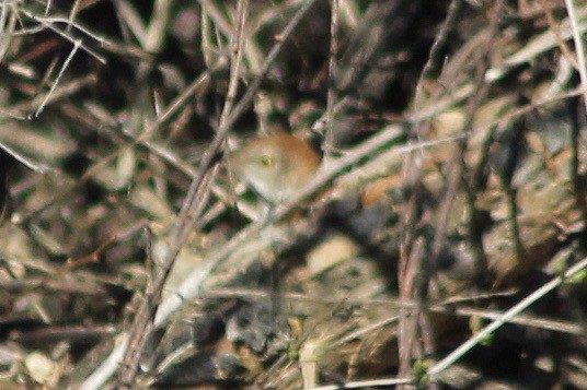 Brown Thrasher - John Shamgochian