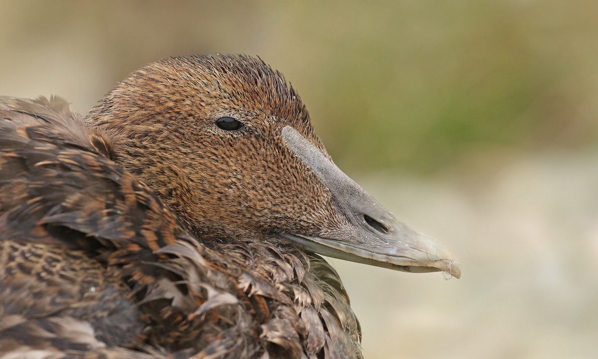 Common Eider (Dresser's) - ML43788901